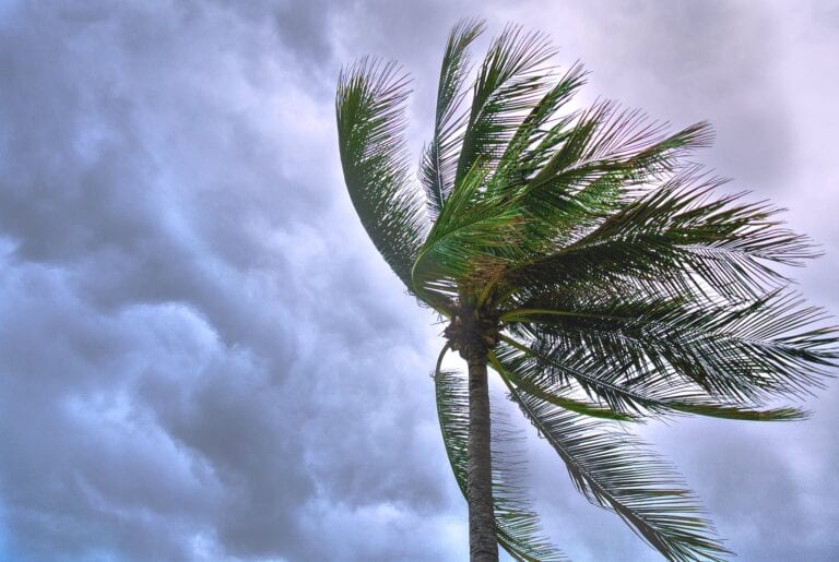 tree blowing in storm