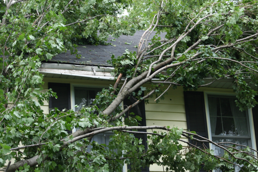 Tree that has fallen on roof and damaged it during a storm