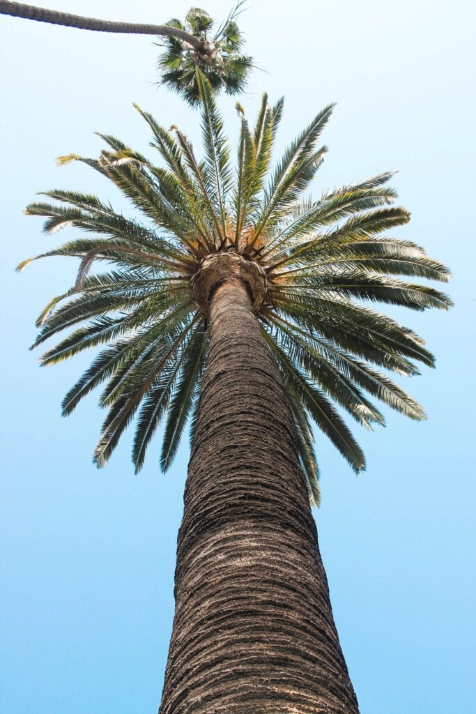 blue clear sky palm trees