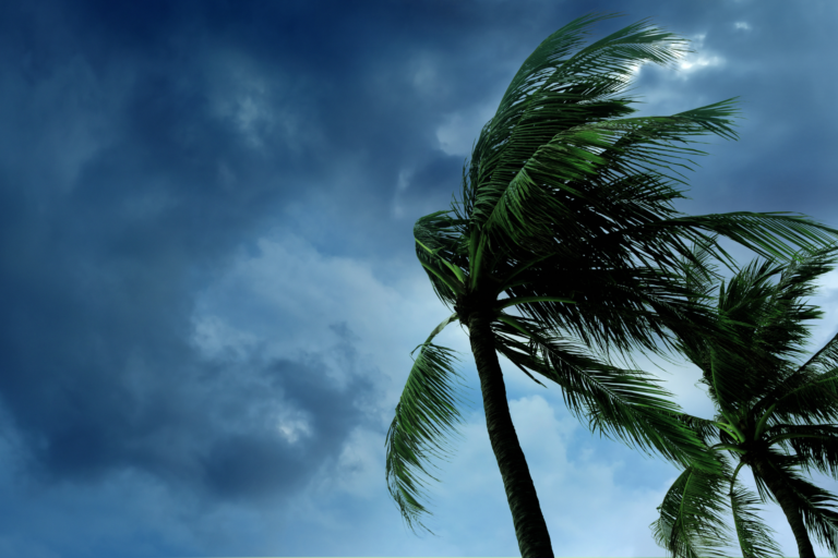 windy palm tree